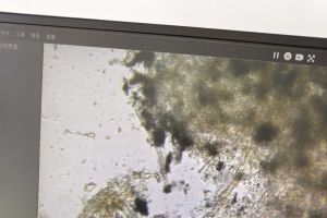 求助：这是什么生物