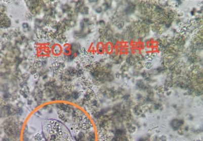 系统启动运行第三天镜检情况