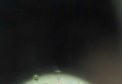 微生物识别：这是板壳虫吗？