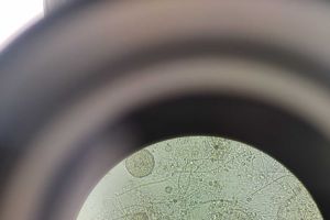 这是污泥膨胀吗