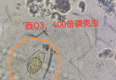 稳定的系统才能看到清晰的微生物