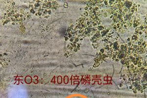 通过镜检能看出系统有哪些问题？