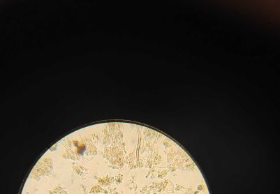 辨识一下下列微生物