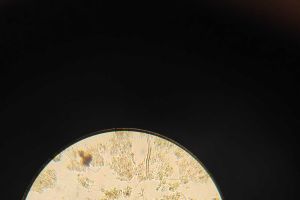 辨识一下下列微生物