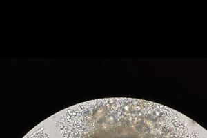 请问这是什么虫虫？