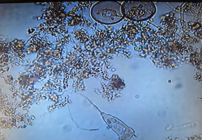 小小生物，大大力量