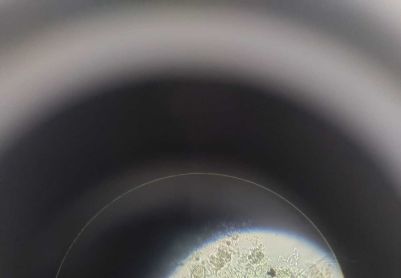 请问这是什么虫？