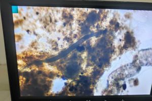 这个有人见过吗是啥东西。