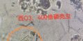 稳定的系统才能看到清晰的微生物