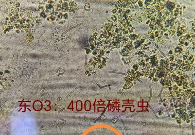 通过镜检能看出系统有哪些问题？