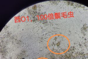 最近鬃毛虫频繁出现，你们的系统里面都有嘛？