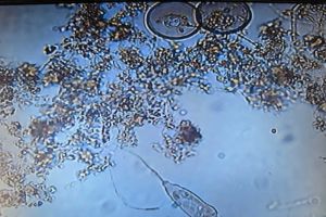 小小生物，大大力量