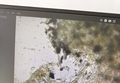 求助：这是什么生物