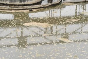 二沉池表面大量浮泥怎么办