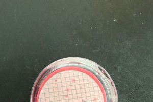 水质粪大肠滤膜法长粉色杂菌