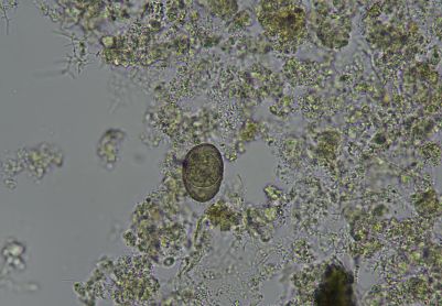 这个是表壳虫？厢壳虫？茄壳虫？