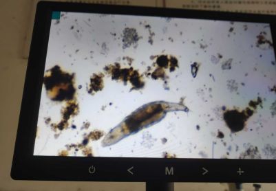 这个是啥生物呢