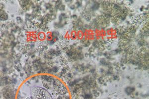 系统启动运行第三天镜检情况