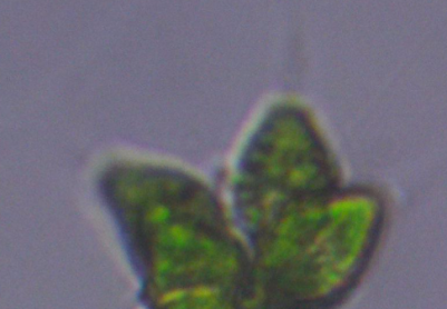 求大佬 看看这是什么藻