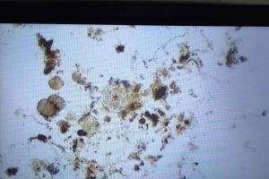 生物池镜检观察