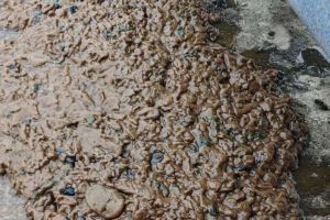 请大神帮忙看看好氧池内漂浮的泥球这是怎么回事