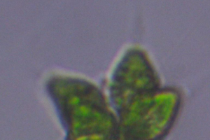 求大佬 看看这是什么藻