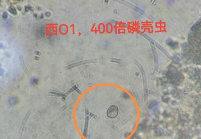 丰富的微生物群体