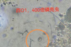 丰富的微生物群体