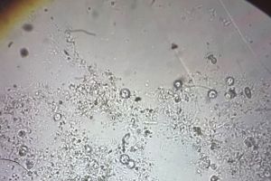 化工废水水样实验