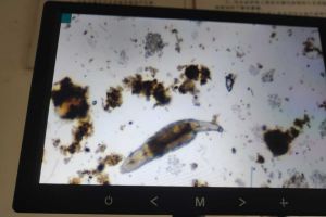 这个是啥生物呢