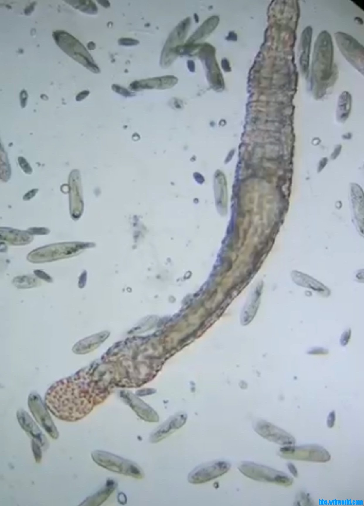 wechat_upload15884188255ead5909ba0f1