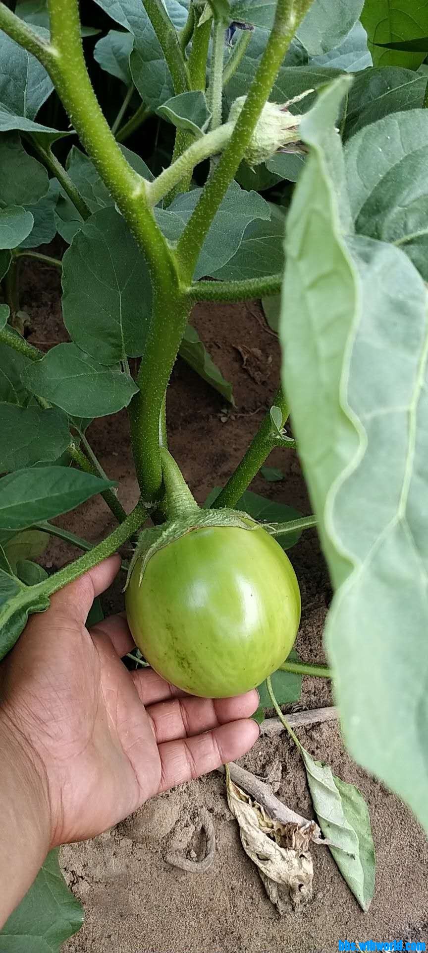 wechat_upload15949798415f117601a4288