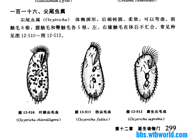 叶缘尖毛虫