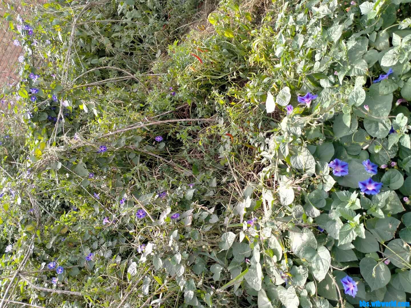 wechat_upload16030866435f8d2933dde15