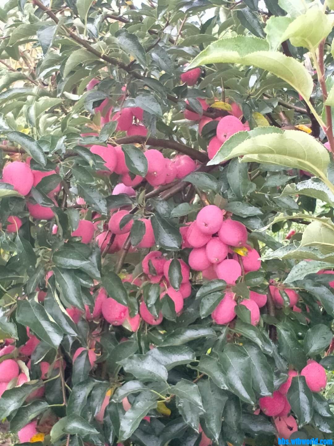 wechat_upload16030866445f8d29343f0a7