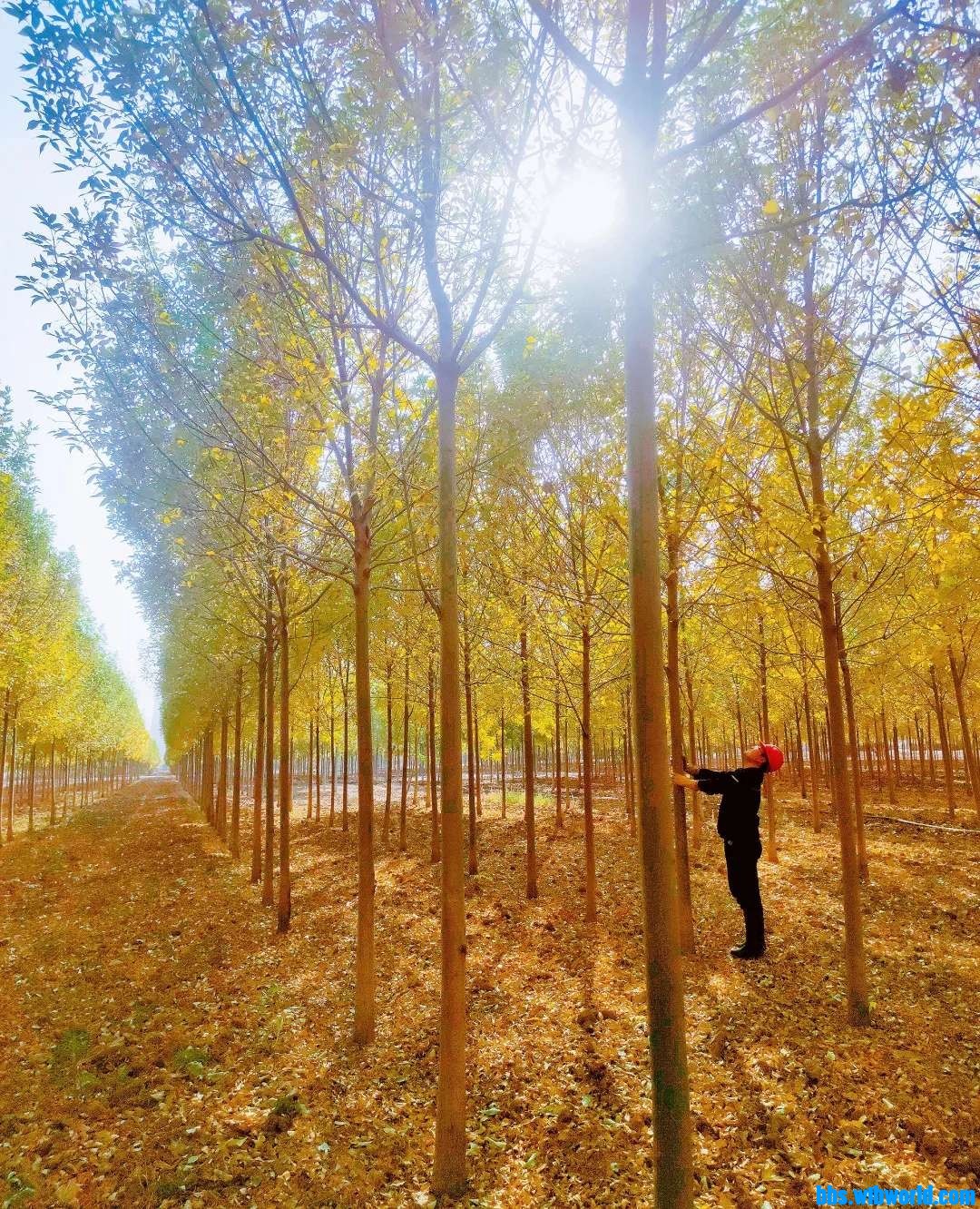 wechat_upload16062825185fbded166b0ac