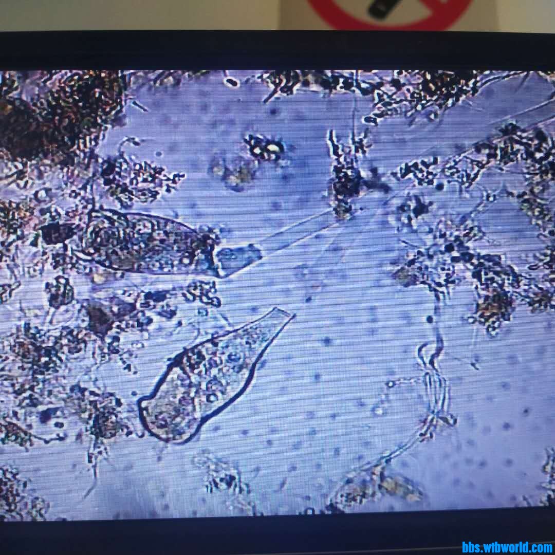 wechat_upload16091256065fe94ee62c0a8