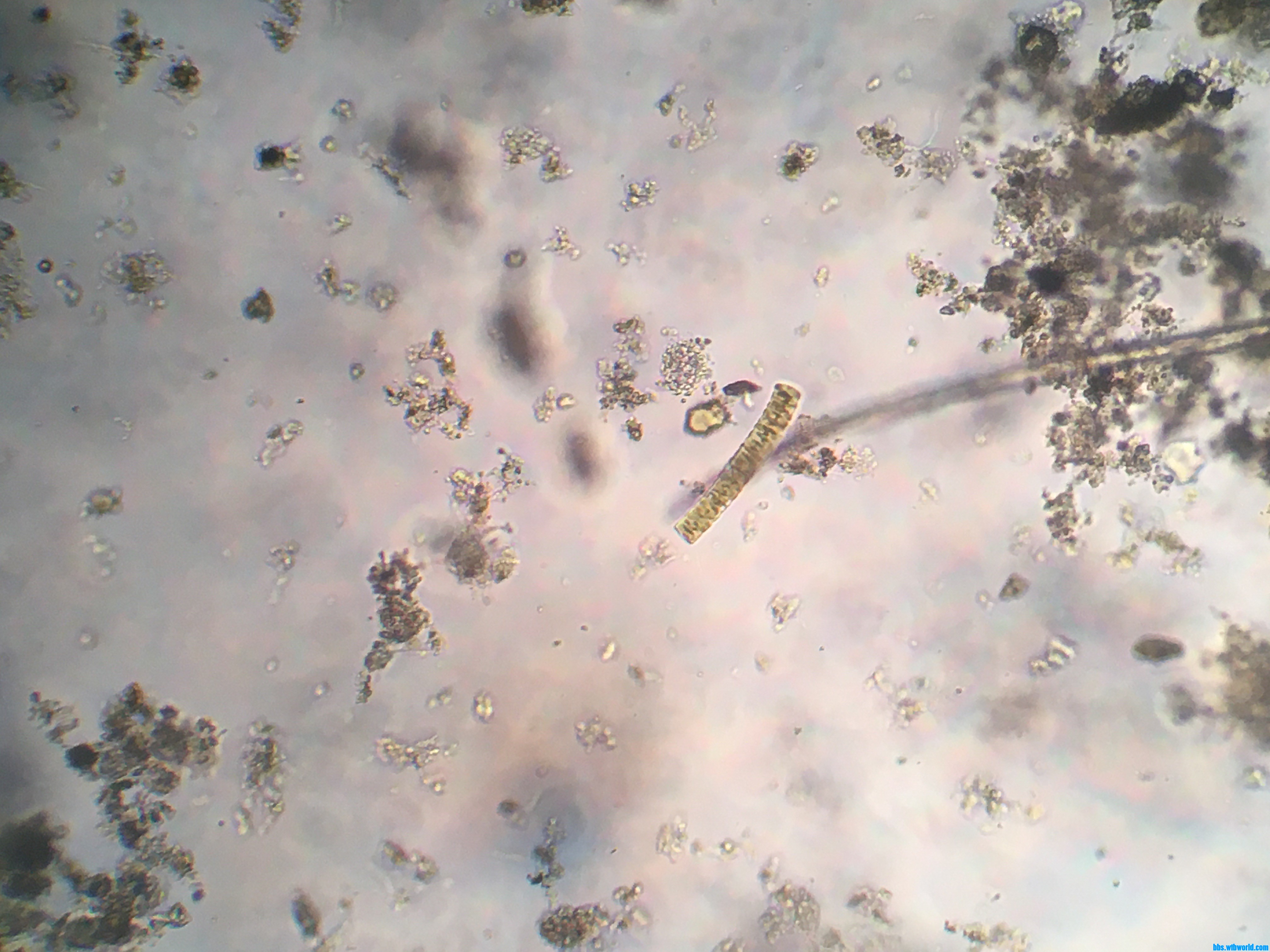 wechat_upload16118489476012dcf3f2d4c