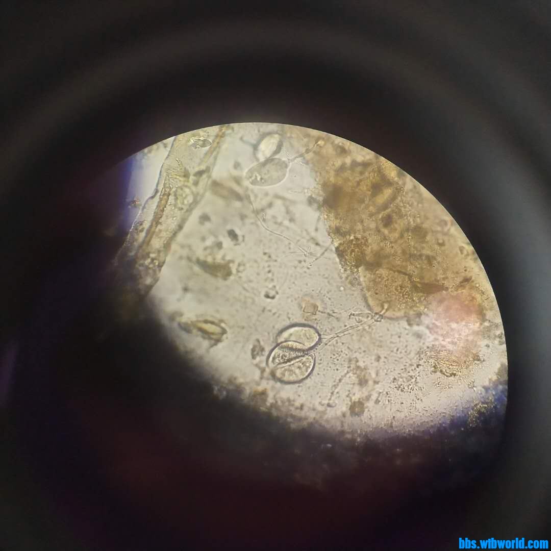 wechat_upload1620011090608f6852de6fc