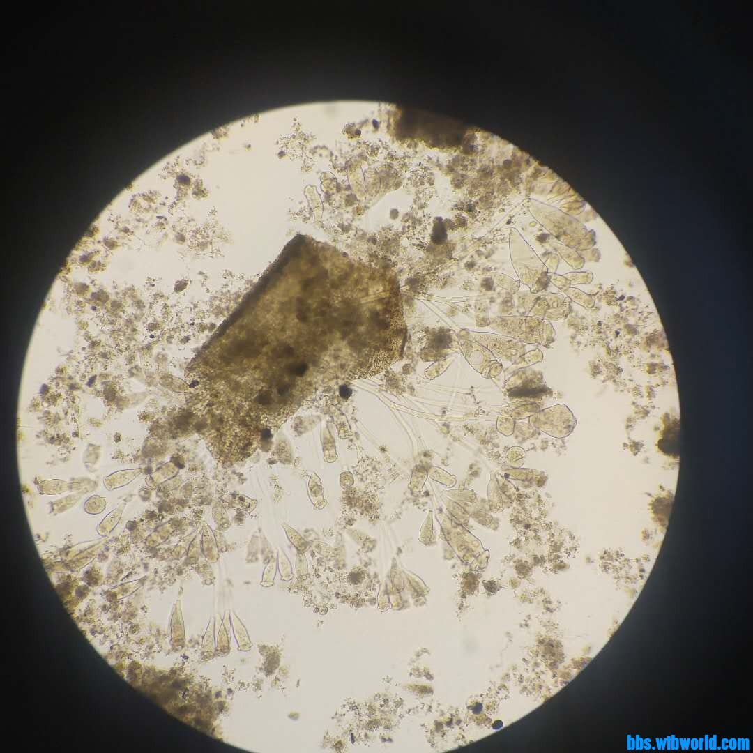 wechat_upload1620201587609250737df50