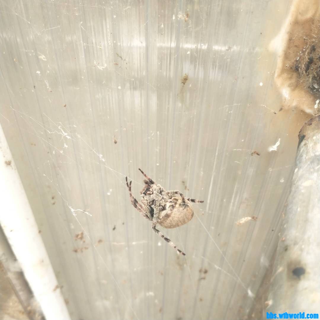 wechat_upload162702668260fa74fae4360