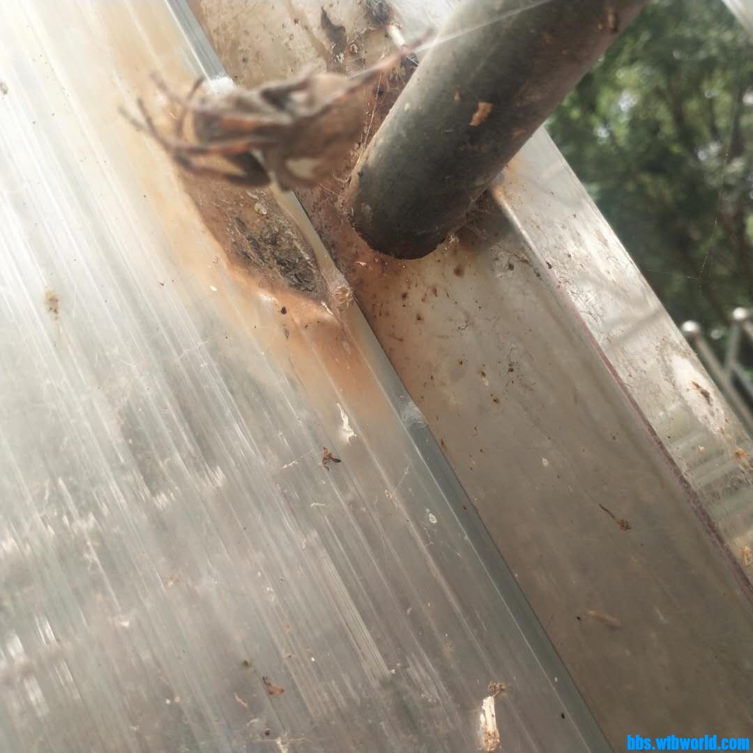 wechat_upload162702668360fa74fb30f81