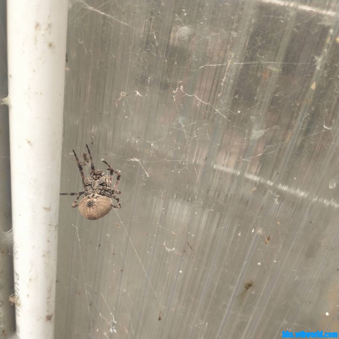 wechat_upload162702668360fa74fba03b6