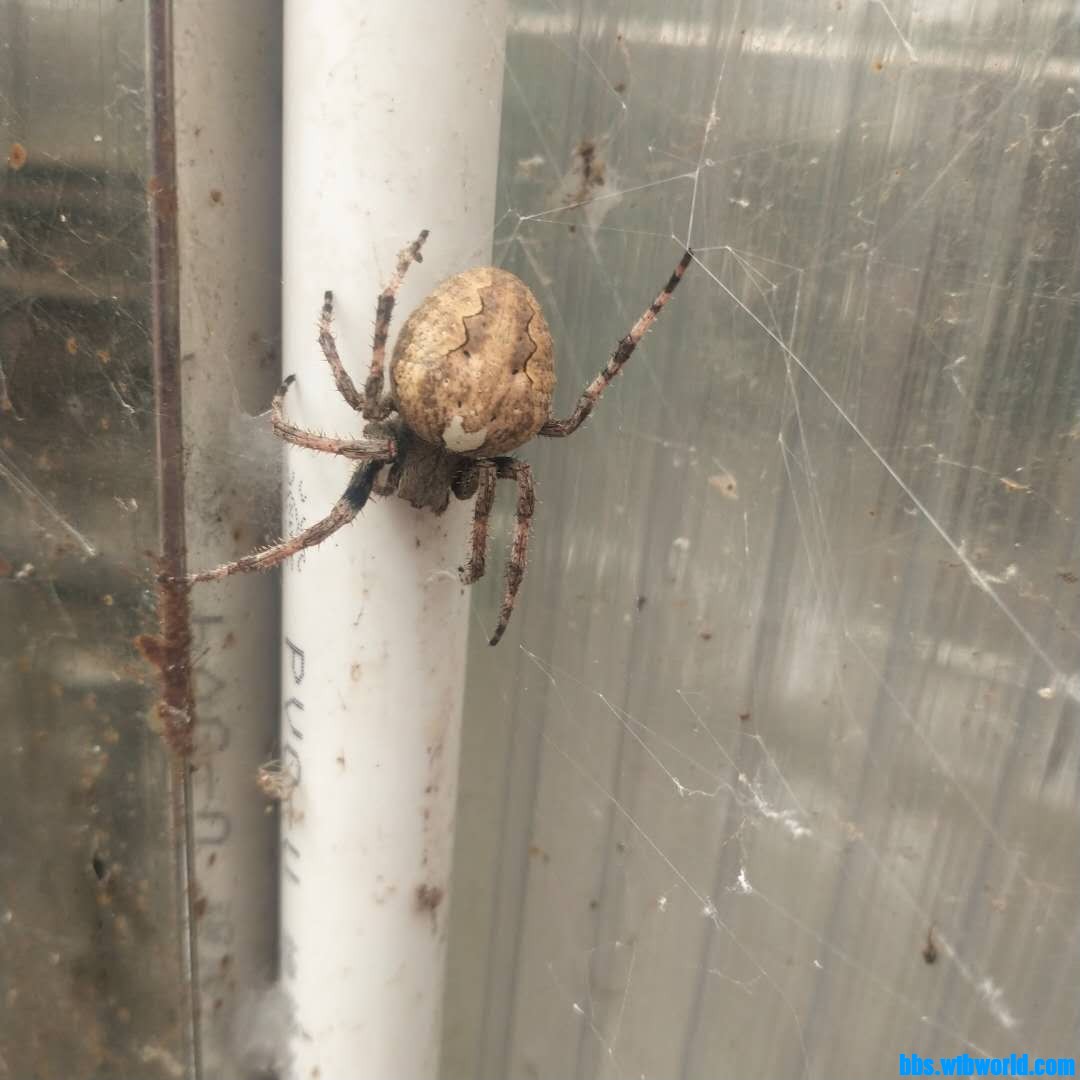 wechat_upload162702668460fa74fc26410