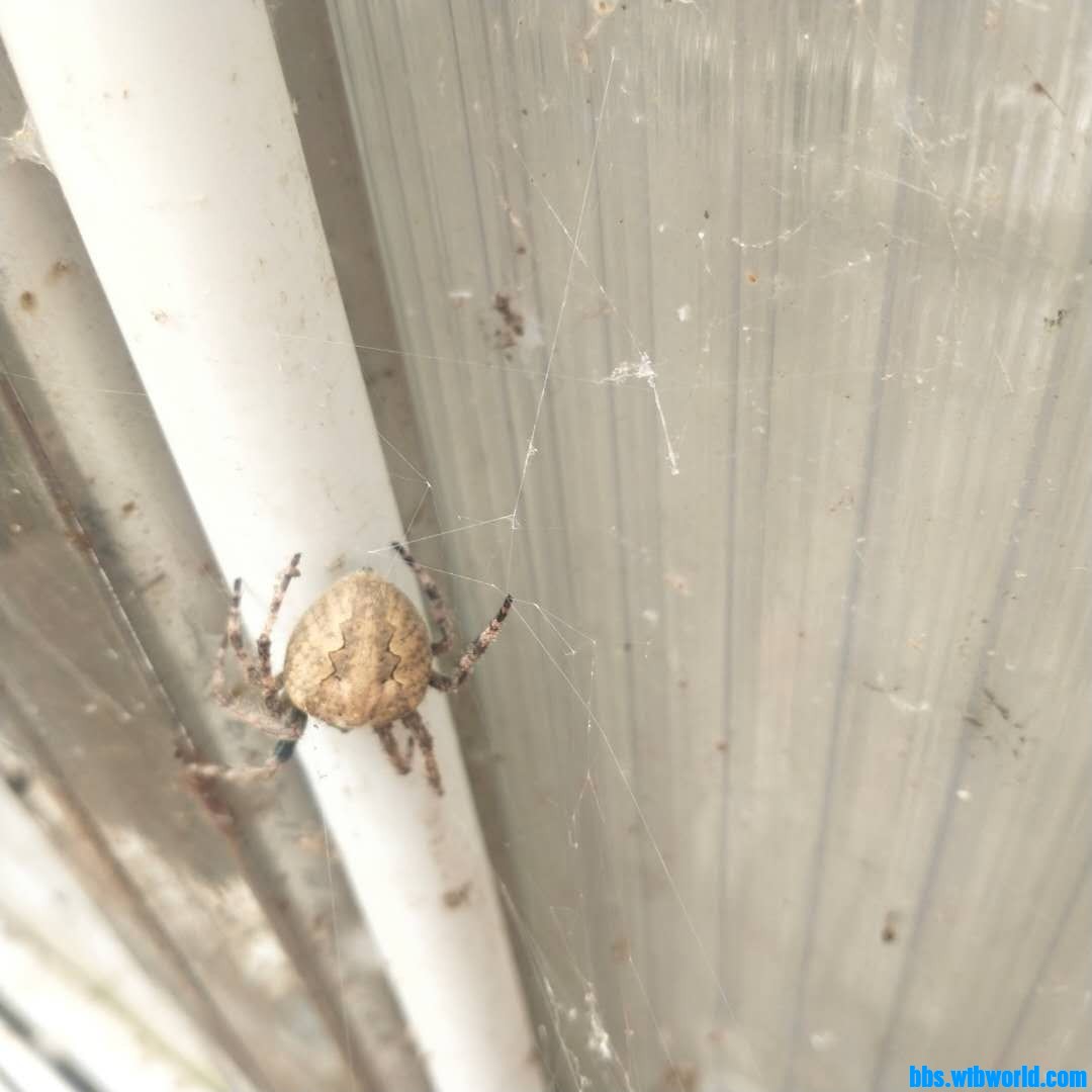 wechat_upload162702669360fa750542312