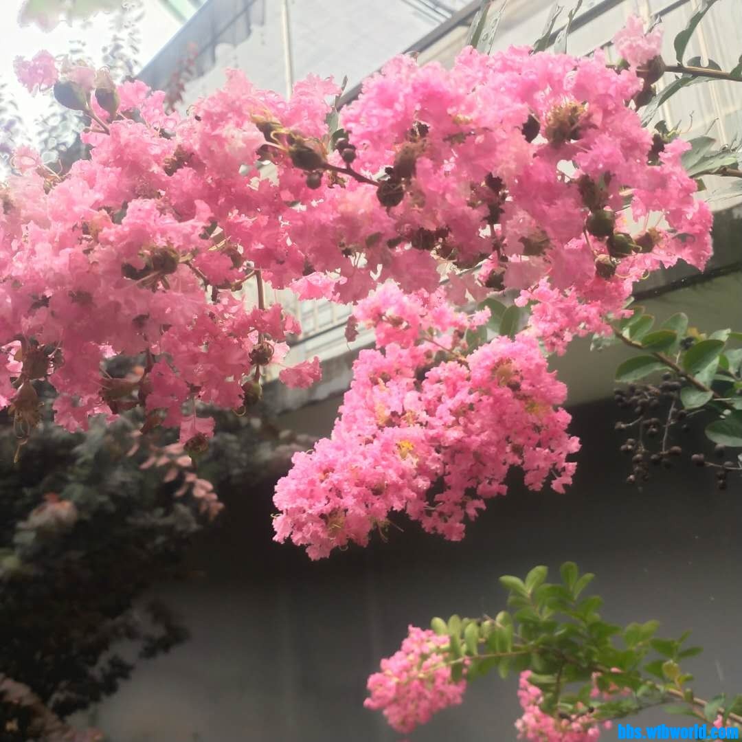 wechat_upload1627542244610252e417be9