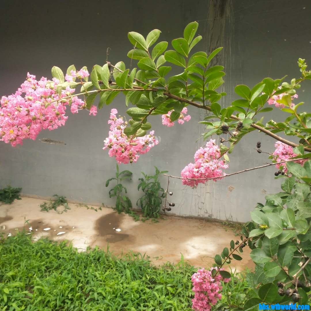 wechat_upload1627542245610252e59f08c