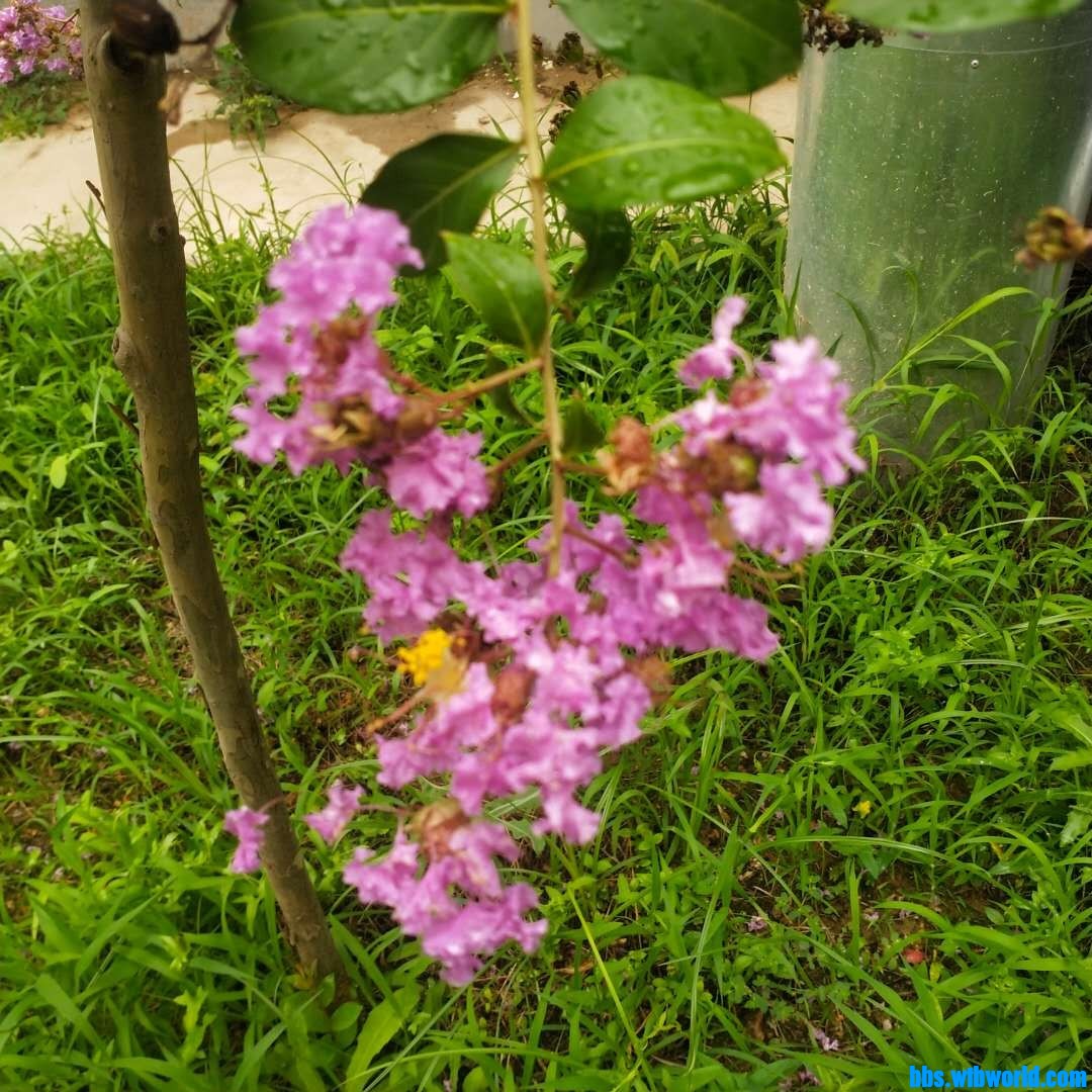 wechat_upload1627542245610252e5e4955