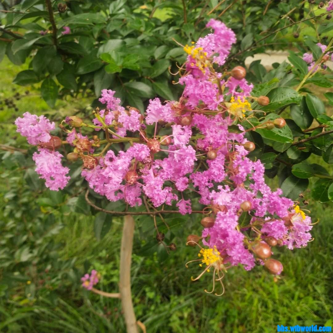 wechat_upload1627542246610252e68676f