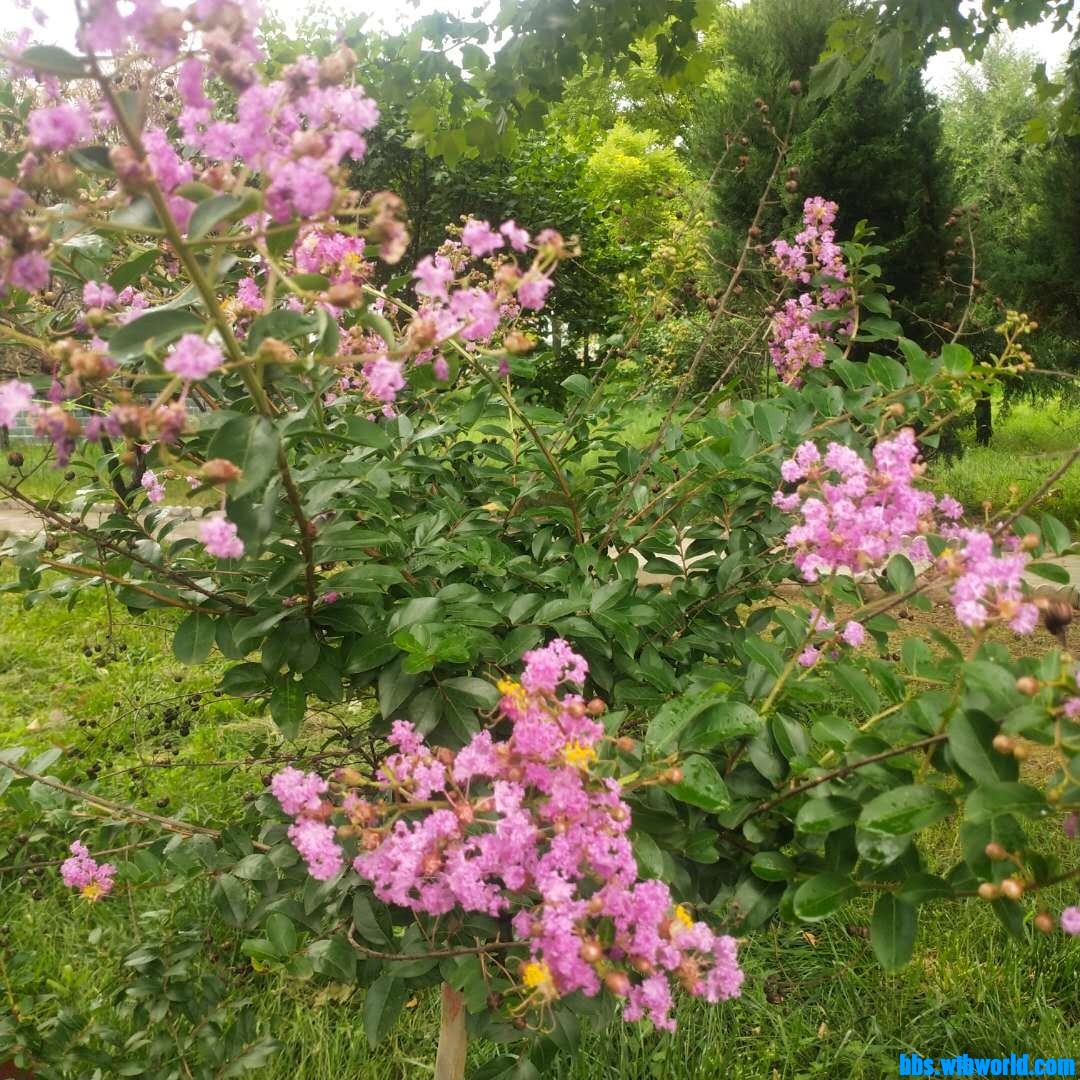 wechat_upload1627542261610252f59f0bc